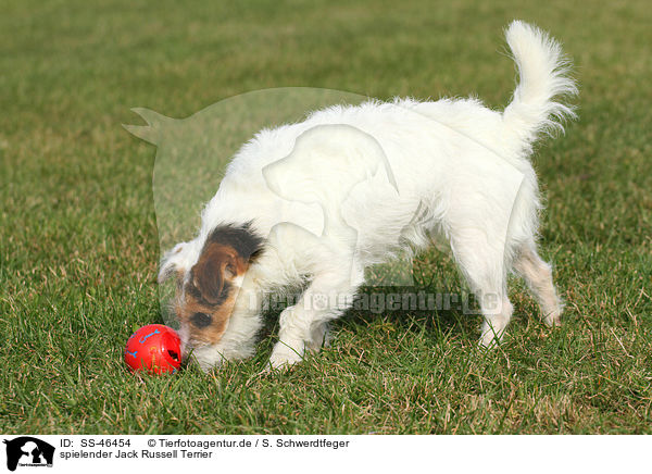 spielender Parson Russell Terrier / playing Parson Russell Terrier / SS-46454