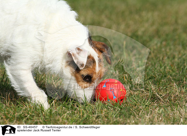 spielender Jack Russell Terrier / SS-46457