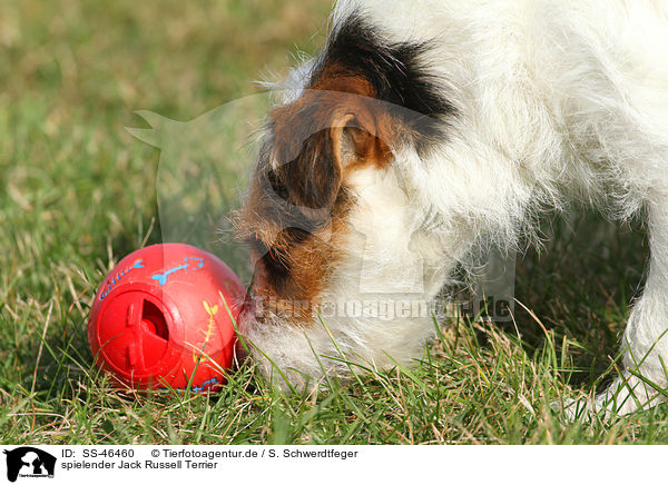 spielender Jack Russell Terrier / SS-46460