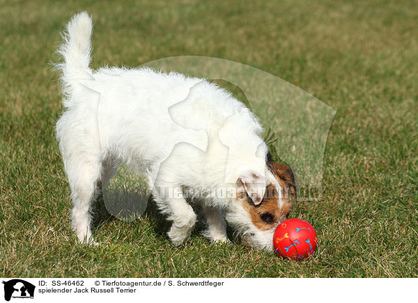 spielender Parson Russell Terrier / playing Parson Russell Terrier / SS-46462