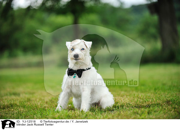 blinder Jack Russell Terrier / blind Jack Russell Terrier / YJ-12518