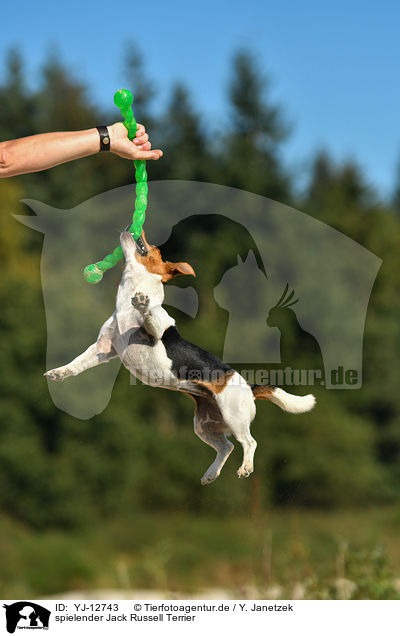 spielender Jack Russell Terrier / playing Jack Russell Terrier / YJ-12743