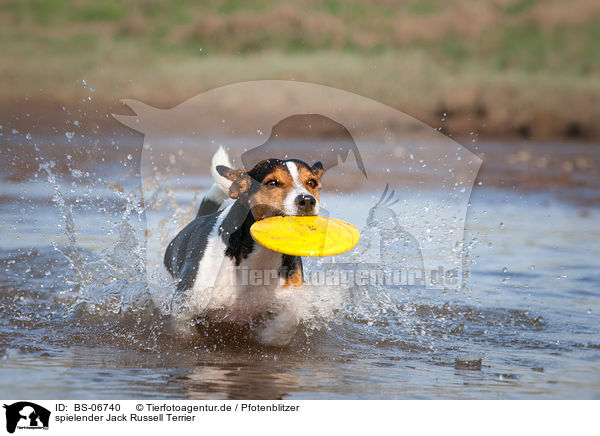 spielender Jack Russell Terrier / BS-06740