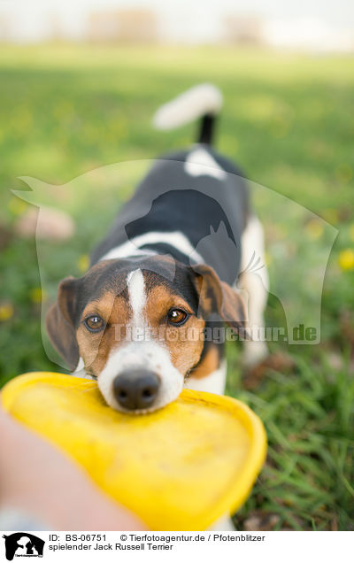 spielender Jack Russell Terrier / BS-06751