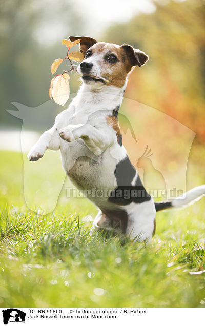 Jack Russell Terrier macht Mnnchen / begging Jack Russell Terrier / RR-95860