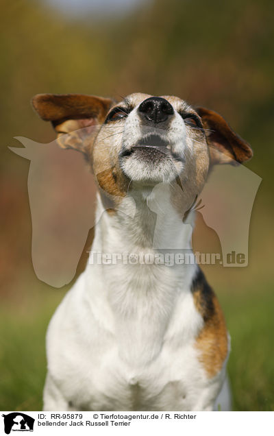 bellender Jack Russell Terrier / barking Jack Russell Terrier / RR-95879