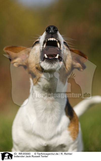bellender Jack Russell Terrier / barking Jack Russell Terrier / RR-95880