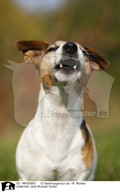 bellender Jack Russell Terrier / barking Jack Russell Terrier / RR-95881