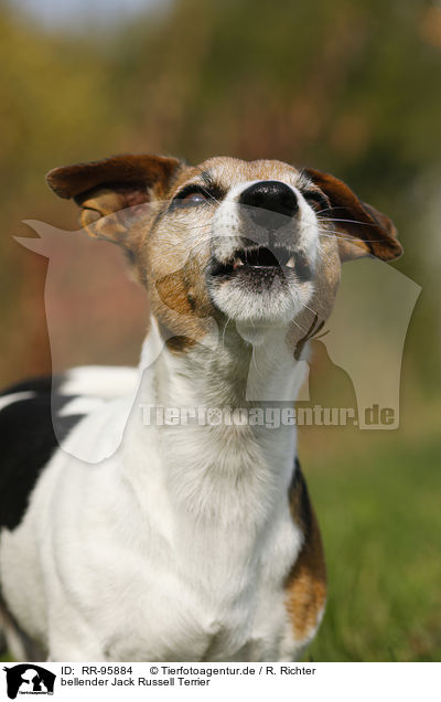 bellender Jack Russell Terrier / barking Jack Russell Terrier / RR-95884