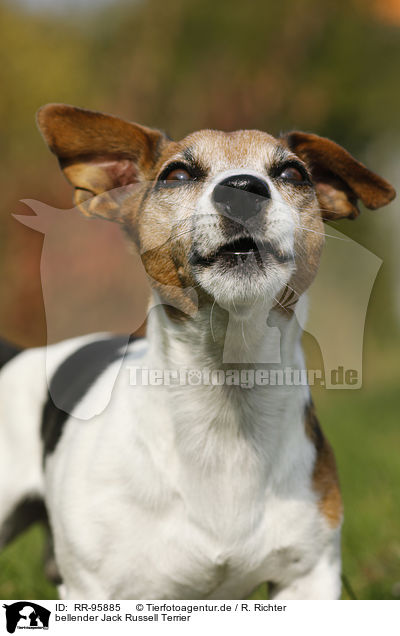 bellender Jack Russell Terrier / barking Jack Russell Terrier / RR-95885