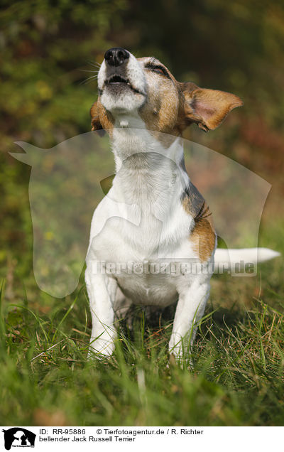 bellender Jack Russell Terrier / barking Jack Russell Terrier / RR-95886