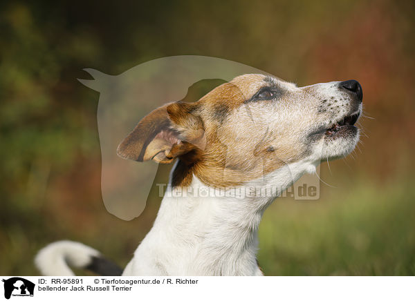 bellender Jack Russell Terrier / barking Jack Russell Terrier / RR-95891