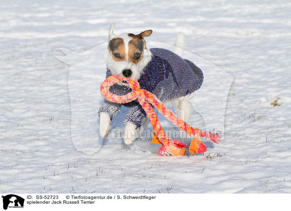 spielender Jack Russell Terrier / playing Jack Russell Terrier / SS-52723