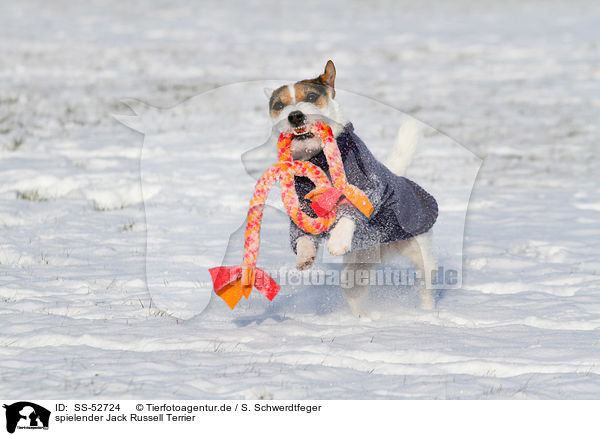 spielender Jack Russell Terrier / playing Jack Russell Terrier / SS-52724