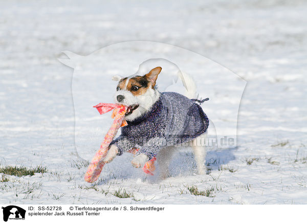 spielender Jack Russell Terrier / playing Jack Russell Terrier / SS-52728