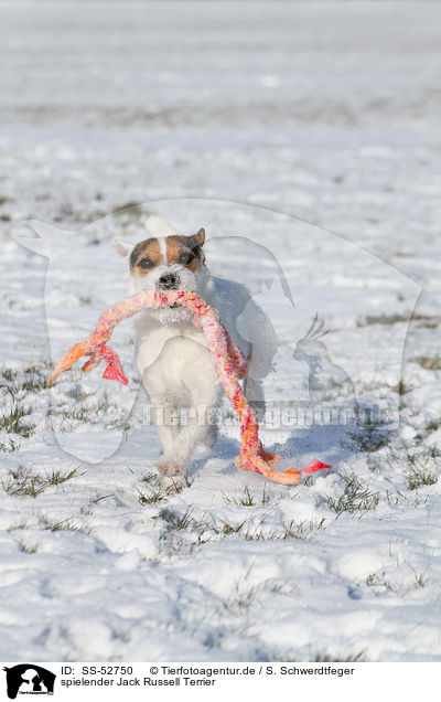 spielender Jack Russell Terrier / playing Jack Russell Terrier / SS-52750