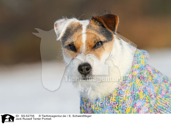 Jack Russell Terrier Portrait / Jack Russell Terrier Portrait / SS-52756