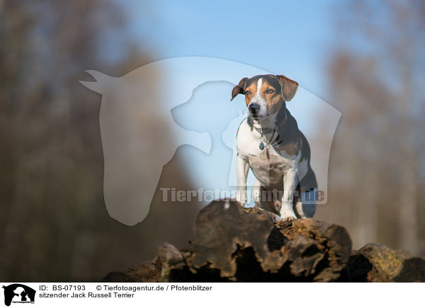 sitzender Jack Russell Terrier / sitting Jack Russell Terrier / BS-07193