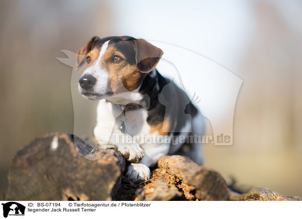 liegender Jack Russell Terrier / lying Jack Russell Terrier / BS-07194