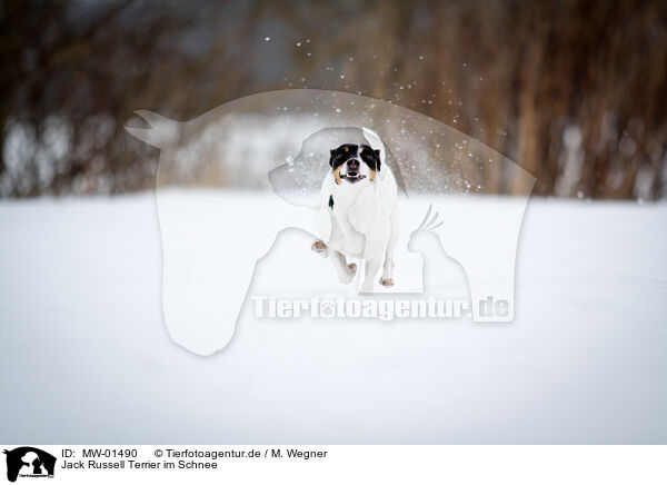Jack Russell Terrier im Schnee / Jack Russell Terrier in the snow / MW-01490