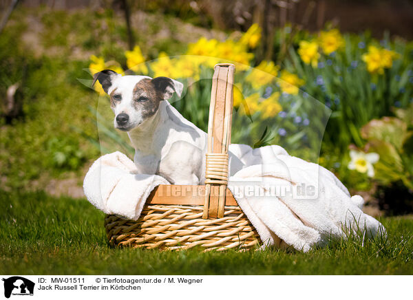 Jack Russell Terrier im Krbchen / Jack Russell Terrier in basket / MW-01511