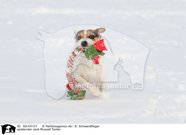 spielender Jack Russell Terrier / playing Jack Russell Terrier / SS-54131