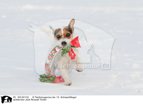 spielender Jack Russell Terrier / playing Jack Russell Terrier / SS-54132