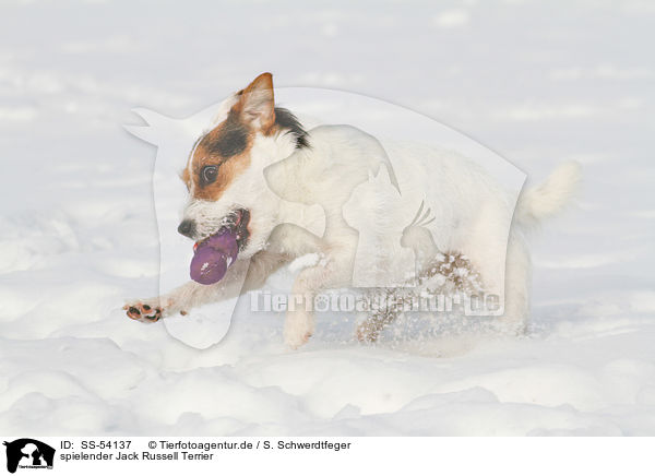 spielender Jack Russell Terrier / playing Jack Russell Terrier / SS-54137