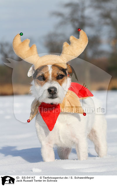 Jack Russell Terrier im Schnee / Jack Russell Terrier in the snow / SS-54147