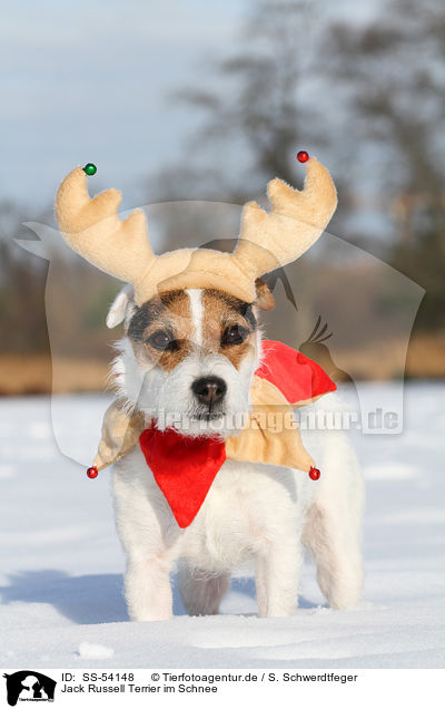 Jack Russell Terrier im Schnee / Jack Russell Terrier in the snow / SS-54148