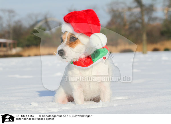 sitzender Jack Russell Terrier / sitting Jack Russell Terrier / SS-54157
