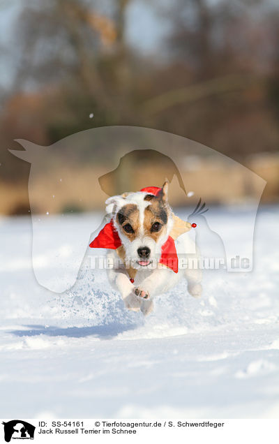 Jack Russell Terrier im Schnee / Jack Russell Terrier in the snow / SS-54161