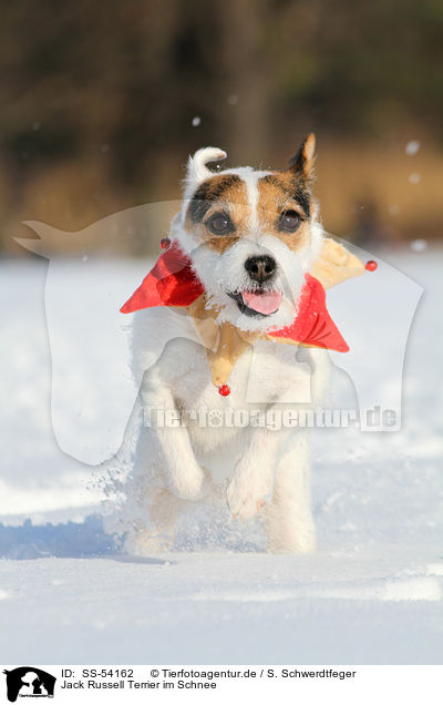 Jack Russell Terrier im Schnee / Jack Russell Terrier in the snow / SS-54162