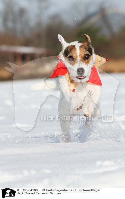 Jack Russell Terrier im Schnee / Jack Russell Terrier in the snow / SS-54163