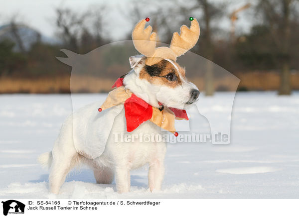 Jack Russell Terrier im Schnee / Jack Russell Terrier in the snow / SS-54165