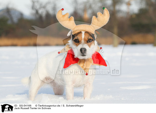 Jack Russell Terrier im Schnee / Jack Russell Terrier in the snow / SS-54166