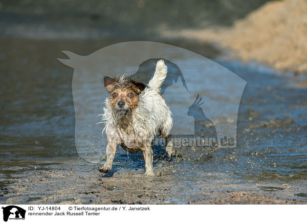 rennender Jack Russell Terrier / running Jack Russell Terrier / YJ-14804