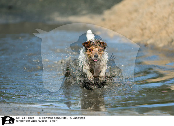 rennender Jack Russell Terrier / running Jack Russell Terrier / YJ-14806