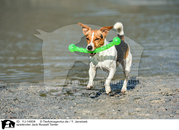 spielender Jack Russell Terrier / playing Jack Russell Terrier / YJ-14808