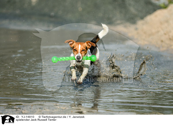 spielender Jack Russell Terrier / playing Jack Russell Terrier / YJ-14810