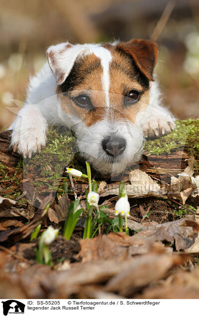 liegender Jack Russell Terrier / SS-55205