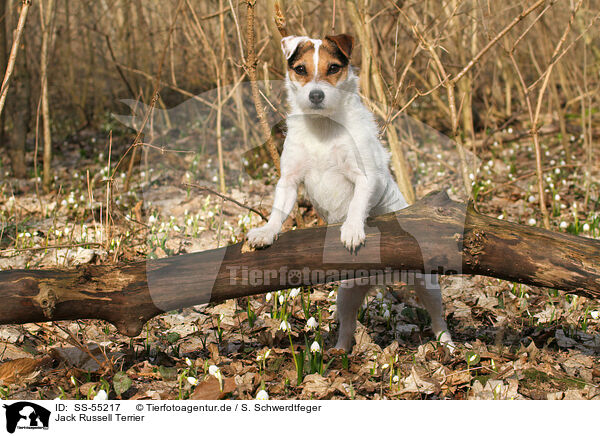 Jack Russell Terrier / Jack Russell Terrier / SS-55217