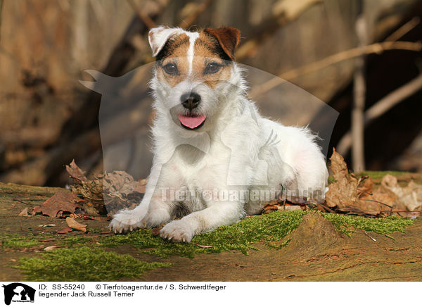 liegender Jack Russell Terrier / lying Jack Russell Terrier / SS-55240