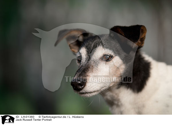 Jack Russell Terrier Portrait / Jack Russell Terrier portait / LH-01360