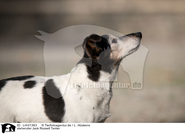 stehender Jack Russell Terrier / standing Jack Russell Terrier / LH-01363