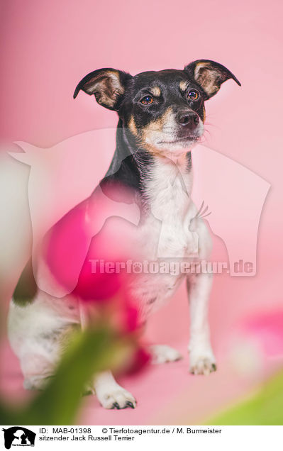 sitzender Jack Russell Terrier / sitting Jack Russell Terrier / MAB-01398