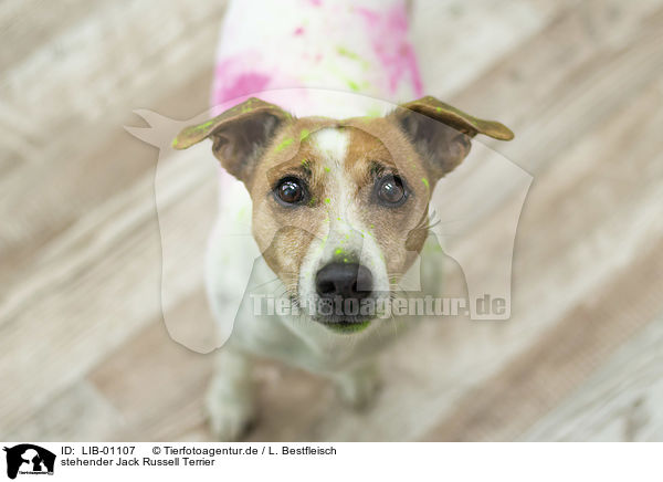 stehender Jack Russell Terrier / standing Jack Russell Terrier / LIB-01107