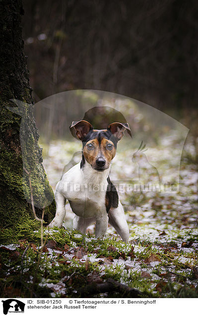 stehender Jack Russell Terrier / standing Jack Russell Terrier / SIB-01250