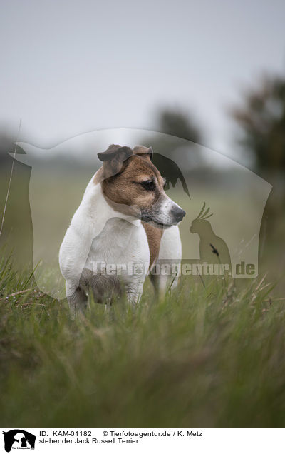 stehender Jack Russell Terrier / standing Jack Russell Terrier / KAM-01182