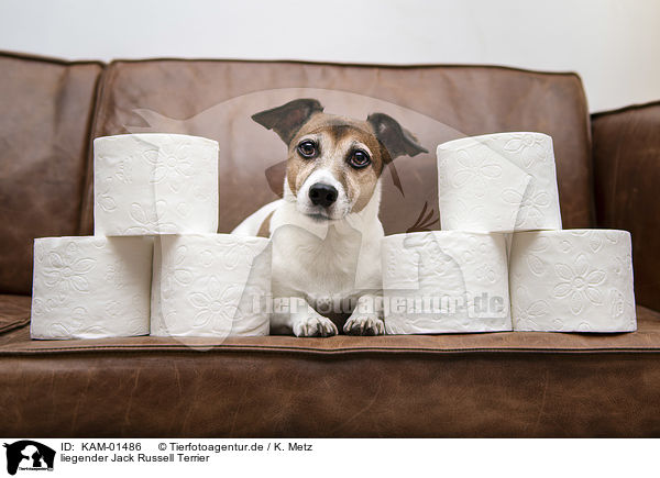 liegender Jack Russell Terrier / lying Jack Russell Terrier / KAM-01486